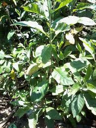 Khasiat dahsyat air rebusan daun salam. Kopi Iba Khasiat Pokok Bismillah Inilah Rupa Pokok Daun Facebook
