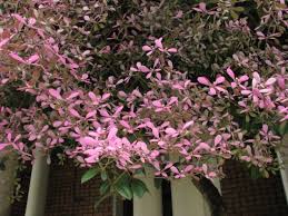 Image result for Congea