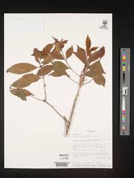 Image result for Coffea salvatrix