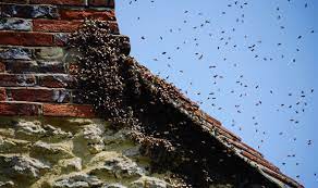 Bees have finally made their way into minecraft. How To Get Rid Of A Bees Nest In Your Home Different Species Require Different Treatment Express Co Uk