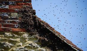 They are docile, fly early in the morning, later build a nest box for bumblebees: How To Get Rid Of A Bees Nest In Your Home Different Species Require Different Treatment Express Co Uk