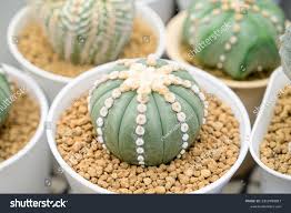 108 Ooibo 图片、库存照片和矢量图| Shutterstock
