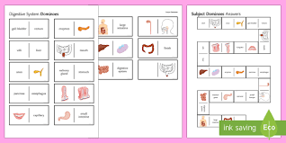 Pin On Digestive System