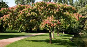 Dès lors, la solution consiste à choisir des arbustes et des arbres à croissance rapide qui égaieront et offriront de l'ombre au plus vite. Quel Arbre Choisir Pour S Offrir Un Coin D Ombre Au Jardin