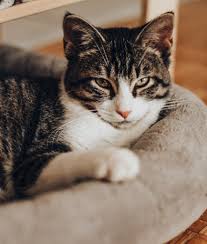 But please remember that there are many other reasons for cough in cats. 2qwqnb8m5uqr2m