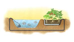 To turn any fish tank into a garden all you need to do is feed your fish as you would normally. Aquaponics In A Natural Pond Mother Earth News