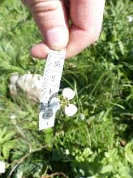 Image result for Moraea carsonii