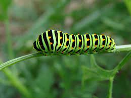 What caterpillar is bright yellow? Green Caterpillar Identification Guide 18 Common Types Owlcation