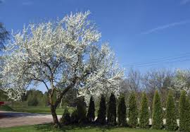 Bäume geben dem garten eine kontour. Hausbaume Im Garten Arten Und Pflege Obi Erklart