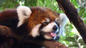 Imgur Com In 2021 Red Panda Red Panda Wallpaper Cute Animals