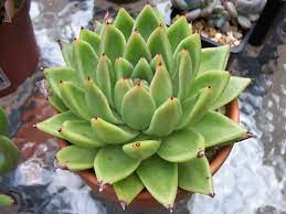 Each leaf rolls under itself along the lengths, while the tip is flicked back inward to point at the center of the rosette. Echeveria Agavoides Molded Wax Agave World Of Succulents