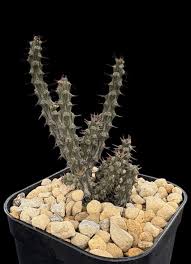 Image result for Euphorbia corniculata