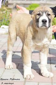 Alabai Asian Center Dogs Alabai Dog Dogs Dog Breeds