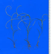 Image result for Microchloa