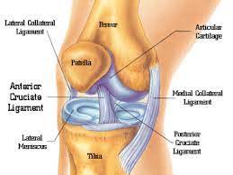 Coding Yesterday S Nomenclature Today Coding Yesterday S Nomenclature Today Knee Arthroscopy Procedures