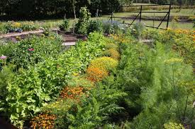 Some plants produce colorful flowers, pods, and seeds. General Vegetable Garden Care Guides Gardener S Path