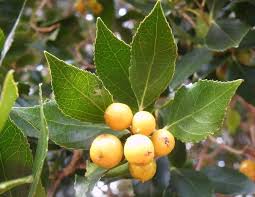 Image result for Scolopia zeyheri