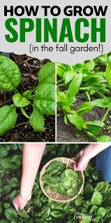 How cold hardy is spinach? Growing Spinach In The Garden From Seed To Harvest Growing Spinach Fall Vegetables To Plant Fall Garden Vegetables