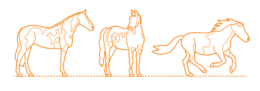 American Paint Horse Dimensions Drawings Dimensions Com