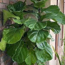 Image result for Ficus laurifolia