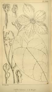 Image result for Cogniauxia