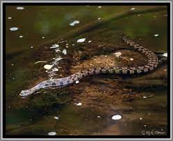 Mr No Legs Outdoor Photographer Snake All Gods Creatures Outdoor Photographer