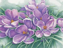 Here is the purple, blue flower drawing with watercolor. Purple Flowers Drawings Fine Art America