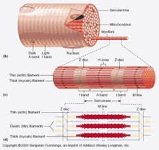 Api Notes Home Page Muscle Anatomy Skeletal Muscle Anatomy Body Muscle Anatomy