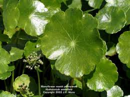 Image result for Hydrocotyle