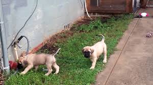 Peasants in england later used the mastiff to protect homes by keeping away such dangerous predators as wolves. English Mastiff Puppies 6 Weeks Old Youtube