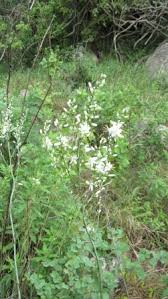 Image result for Chlorophytum krookianum