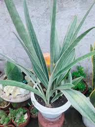 Image result for Sansevieria metallica
