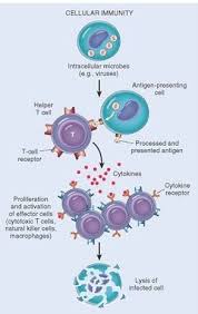 Pin By Biology 4u On Immunology Notes Medical Laboratory