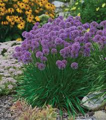 Perennials live for more than two years, outliving their annual cousins. Vale S Greenhouse Black Diamond Alberta Your Southern Alberta And Calgary Area Gardening Specialists Featuring Hardy Southern Alberta Perennials And Shrubs For The Chinook Zone