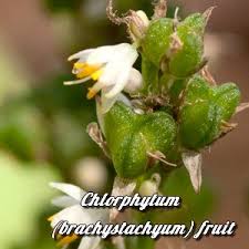 Image result for Chlorophytum macrosporum
