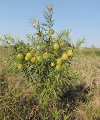Image result for Gomphocarpus physocarpus