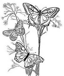 Digital Stamp And Coloring Pages Of Monarch And Butterflies Yahoo Image Search Results Butterfly Coloring Page Flower Coloring Pages Coloring Pages