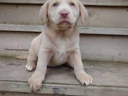 Find lab puppies in canada | visit kijiji classifieds to buy, sell, or trade almost anything! Silver Labrador Puppies For Sale Illinois