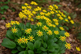 Image result for Pavetta hymenophylla