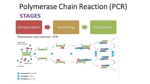 The data processing is based either on standard curves or on pcr efficiency assessment. Polymerase Chain Reaction Pcr Principle Procedure Or Steps Types And Application Online Biology Notes