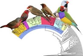 Clients can choose from a range of models that best suit their needs. A Comprehensive Phylogeny And Taxonomic Evaluation Of The Waxbills Aves Estrildidae Sciencedirect