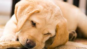 Evci̇l hayvanlar & haus tiere. Haustiere Das Milliarden Geschaft Wirtschaft Dw 18 12 2012