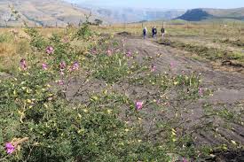 Image result for Micrococca capensis