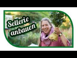 Frisch geerntete selleriewurzeln werden manchmal mit den stielen und den noch angebrachten blättern verkauft, die sellerie sind und als solche verwendet werden sollten. Sellerie Erfolgreich Anbauen Knollensellerie Monarch Von Der Aussaat Bis Zu Ernte Youtube