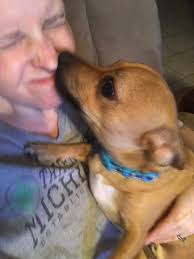 Great dane cardiac service dog memorial