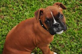 Boxer Dog Breed Information Pictures Characteristics