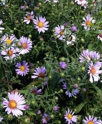 Image result for Xyris asterotricha