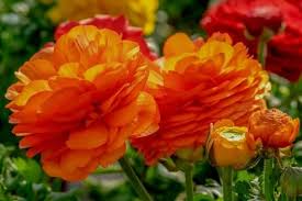 15 Orange Perennial Flowers Urban Garden Gal