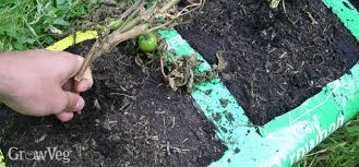 Planting compost and seed cover is a soil conditioner that helps improve and modify hard, clay soils into soft, rich soils. Reusing Compost Grow Bags For Winter Salads