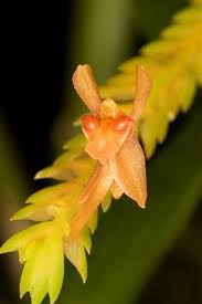 Image result for Liparis latialata